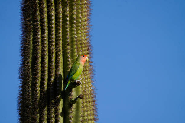 istock Rosy-faced Lovebird on a Saguary Cactus 1320711640
