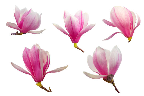 Set of five magnolia flowers isolated on white background.