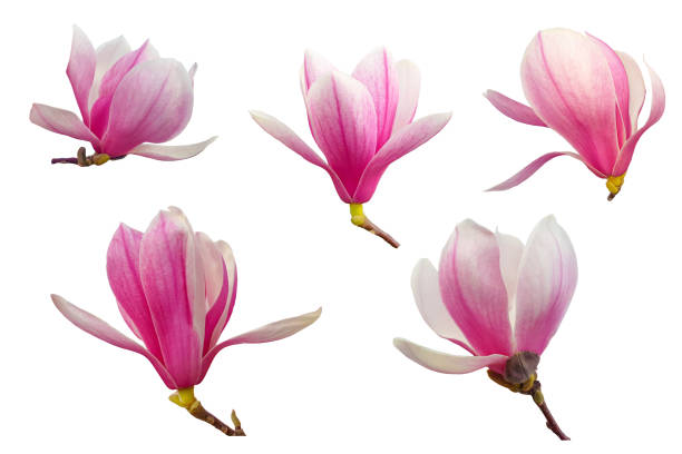 conjunto de cinco flores magnólias - magnolia bloom - fotografias e filmes do acervo