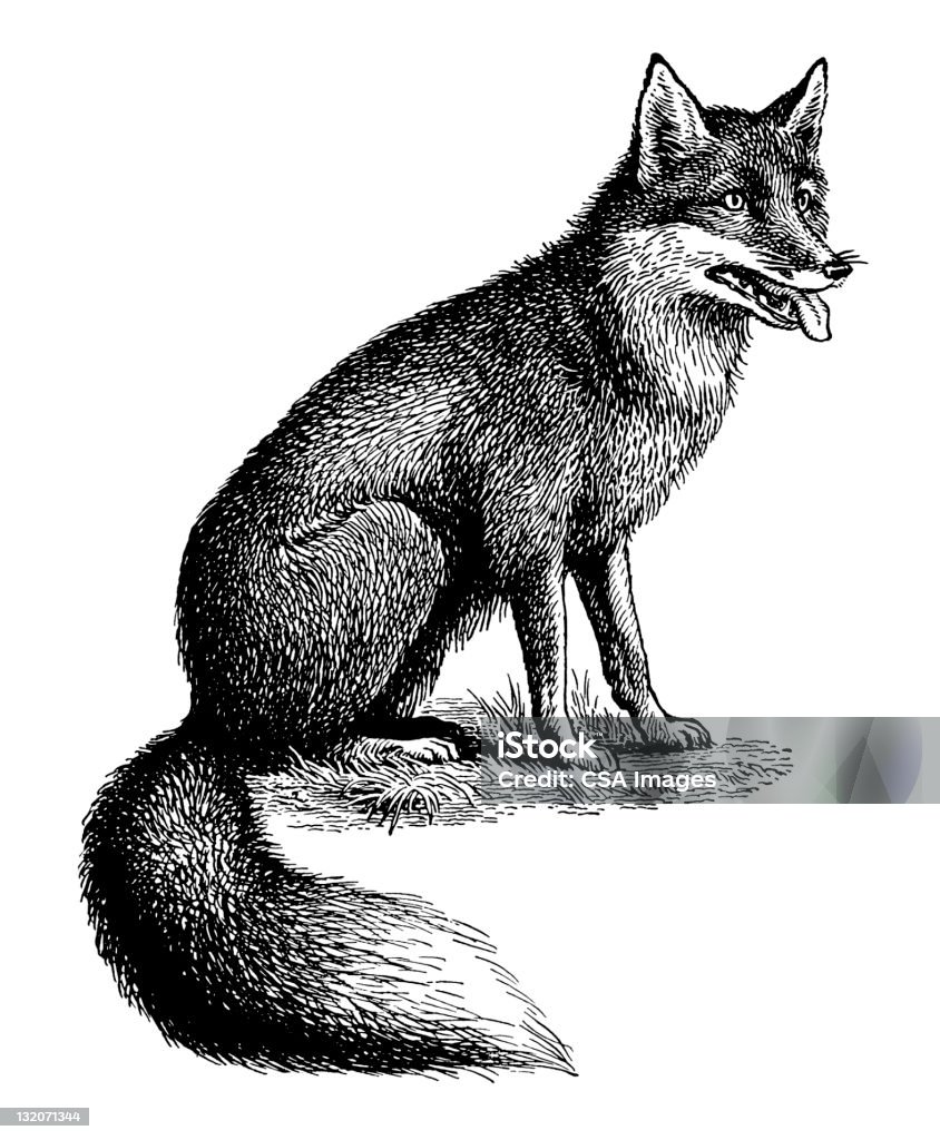 Fox Fox stock illustration