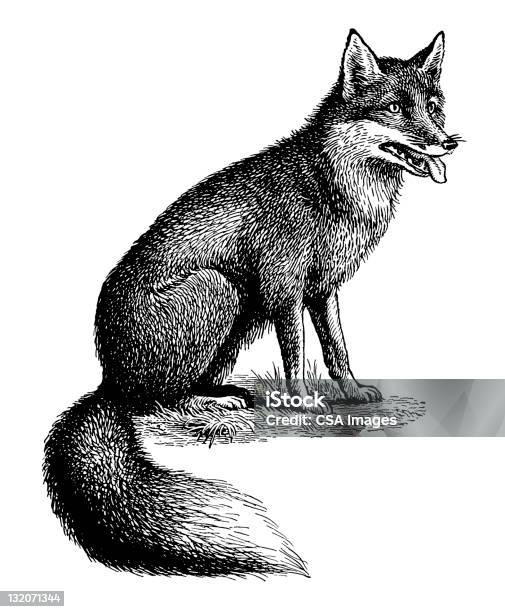 Fox Stock Illustration - Download Image Now - Fox, Illustration, Old-fashioned