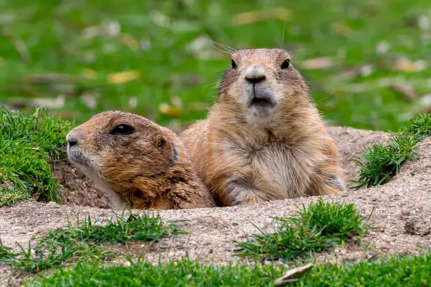 Photo of Prairie dogs looking at camera.  Field rodents.  Small animals.  Rodents eating