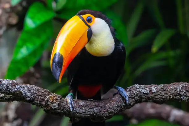 Photo of Toucan with black feather and orange bill on the branch of a tree.  Exotic bird.  Big tropical bird