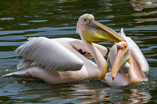 Group of pelicans swimming in a pond.  Big-billed birds.  Large birds with white plumage.  Wild birds