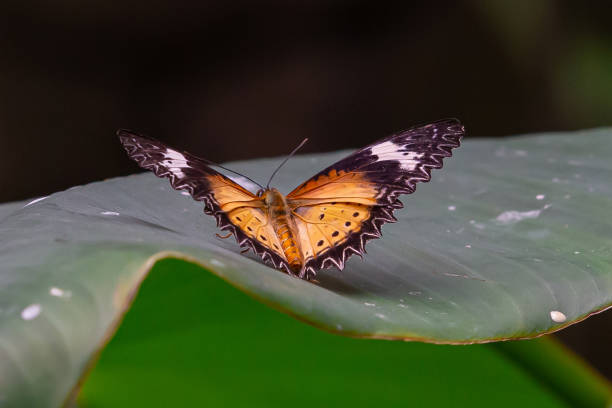 istock Butterfly, with orange wings and black tips perched on a leaf.  Winged insects 1320714246