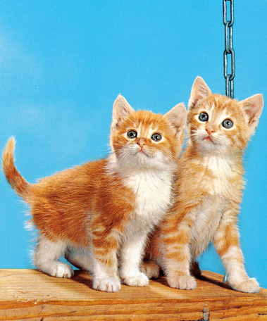 Two Kittens on a Swing