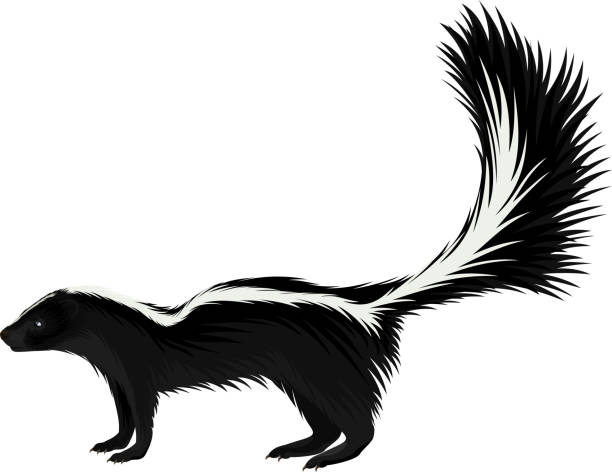 ilustraciones, imágenes clip art, dibujos animados e iconos de stock de vector north american striped skunk - mofeta