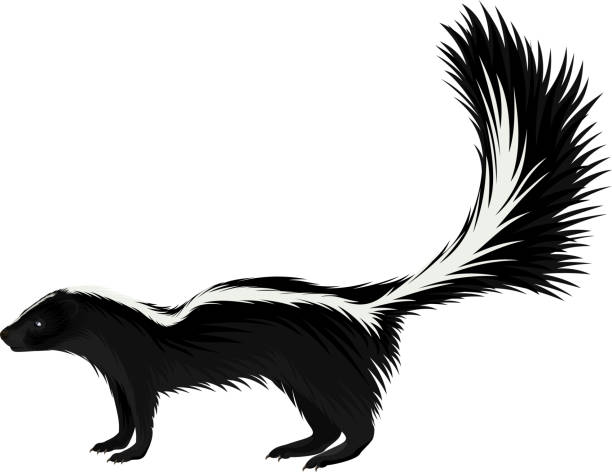 벡터 북미 줄무늬 스컹크 - skunk stock illustrations
