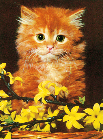 Orange Kitten with Flowers