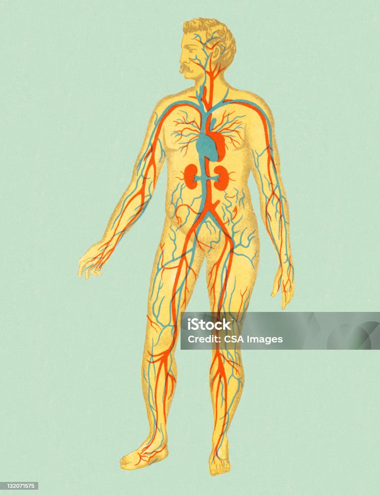 Sistema circolatorio di uomo - Illustrazione stock royalty-free di Anatomia umana