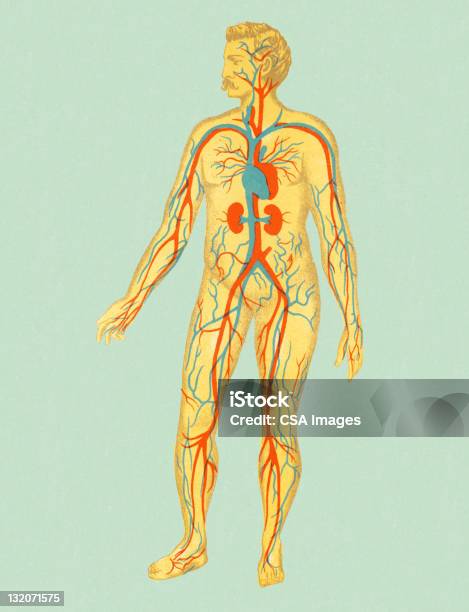 Sistema Circolatorio Di Uomo - Immagini vettoriali stock e altre immagini di Anatomia umana - Anatomia umana, Biologia, Composizione verticale