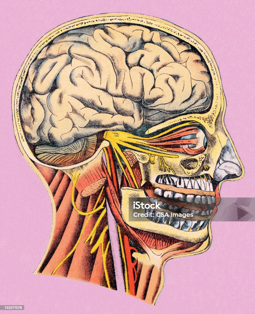 Testa umana anatomia - Illustrazione stock royalty-free di Anatomia umana