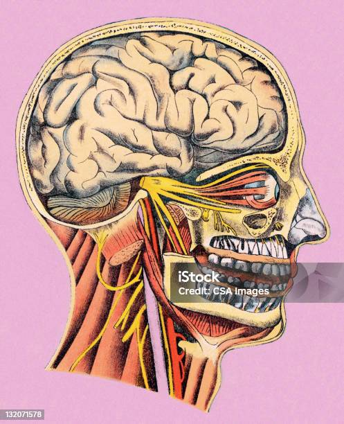 Testa Umana Anatomia - Immagini vettoriali stock e altre immagini di Anatomia umana - Anatomia umana, Biologia, Cervello umano