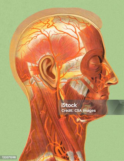 Muskeln Anatomie Menschlicher Kopf Stock Vektor Art und mehr Bilder von Altertümlich - Altertümlich, Anatomie, Biologie
