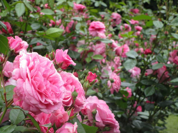 istock Bright Red Pink Roses Blooming in Summer June 1320716824