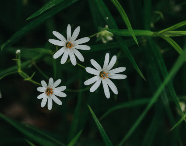 istock White flowers against a green moody background 1320717496