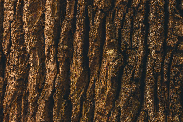 gros plan d’une écorce d’arbre au soleil - bark textured close up tree photos et images de collection