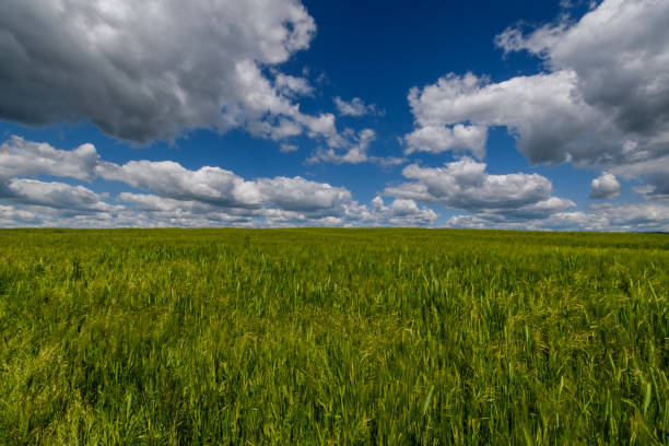 istock Cornfield against a spectacular blue and cloudy sky 1320717530