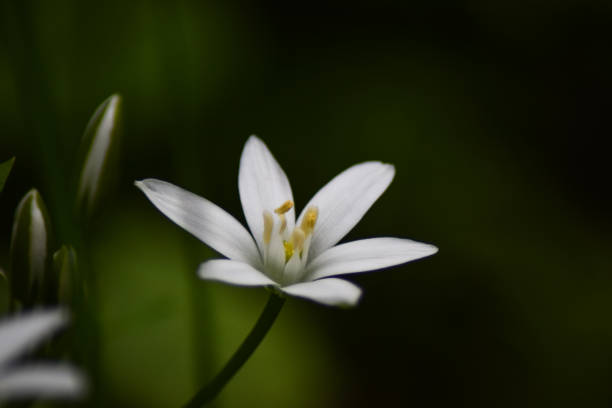 istock White flower against a dark green moody background 1320718072