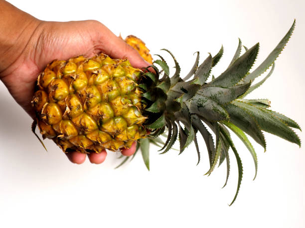 istock Picure of Pineapple (Ananas comosus), a fruit that usually grow at tropical area 1320718240