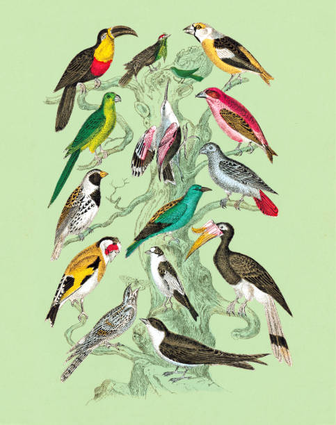 drzewo pełne ptaków - stado ptaków ilustracje stock illustrations