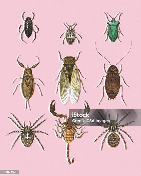 Scorpione E Vari Insetti - Immagini vettoriali stock e altre immagini di Animale nocivo - Animale nocivo, Animale selvatico, Close-up
