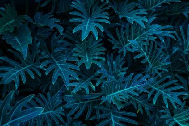 istock tropical leaves, abstract green leaves texture, nature background 1320718338