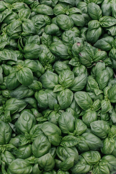 istock Close up of fresh basil leaves 1320719611
