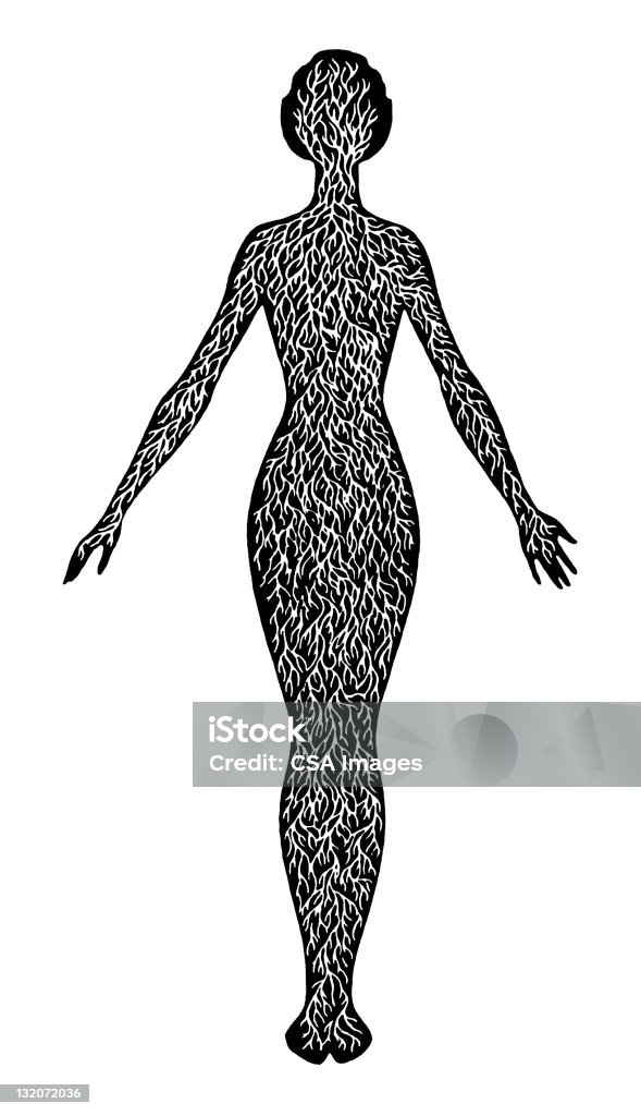 Veiny femme - Illustration de Anatomie libre de droits
