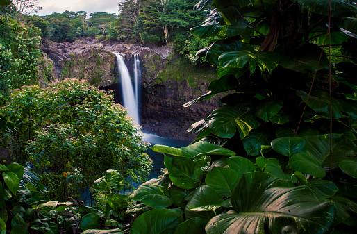 Rainforest with a waterfall on the Big Island Hawaii