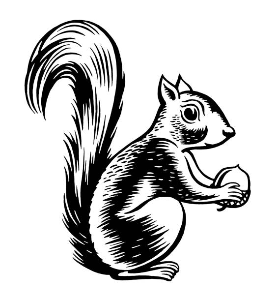 gewöhnlicher holding mutter - eichhörnchen stock-grafiken, -clipart, -cartoons und -symbole