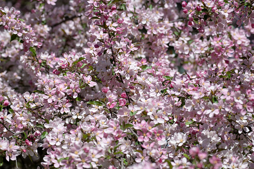 Full frame photo - floral background