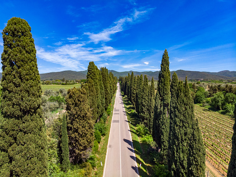 Bolgheri cypress in a row road in tuscany