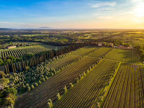 Bolgheri area in Tuscany with vineyards and olive trees at sunset, from drone