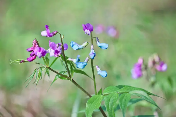 Spring summer background - lilac-blue spring flowers of the spring vetchling (Lathyrus vernus) in the spring forest. Soft selective focus.