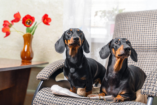Person had just got up from chair, leaving glasses and the newspaper, when two funny cheeky dachshund dogs immediately occupied it. Pets sit and watch someone waiting.