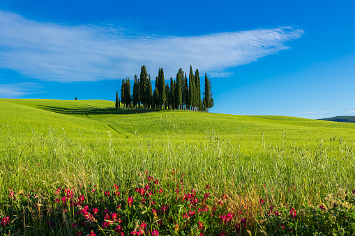 Typical tuscan green  cypress tree hill and wheat