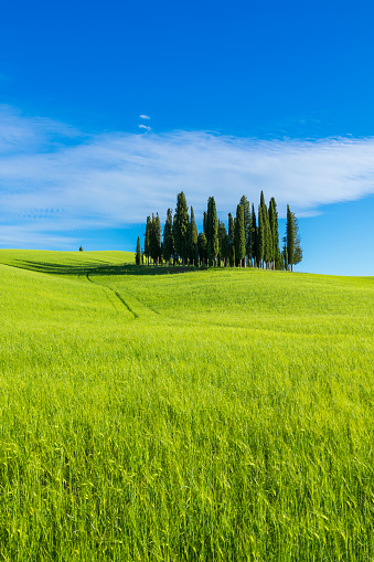 Typical tuscan green  cypress tree hill and wheat