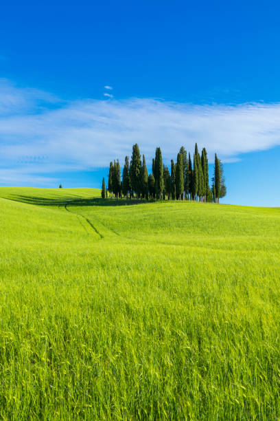 pole cyprysowe w val d'orcia, toskania - val dorcia zdjęcia i obrazy z banku zdjęć