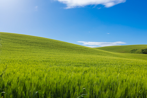 Typical Tuscan green wheat fields, windows xp like
