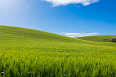 Tuscan green wheat hills, windows xp like