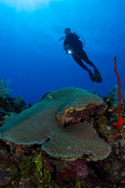 istock Caribbean marine life and diver 1320723870