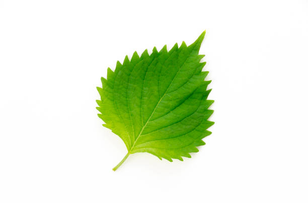 istock Fresh Green Shiso (perilla frutescens)  or Oba leaf on white background. 1320723959