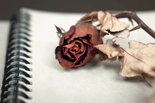 Photo of A dried red rose on notebook.