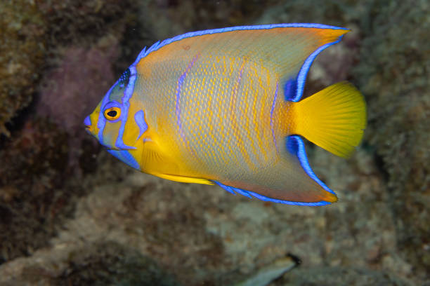 istock Juvenile Queen Angelfish in Transition Phase on Caribbean Coral Reef 1320726431