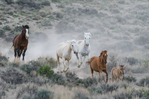 istock Wild Mustang Horses in Colorado 1320728238