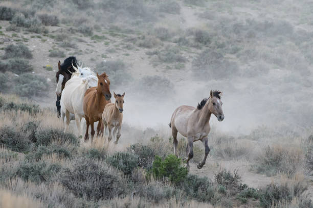 istock Wild Mustang Horses in Colorado 1320728241