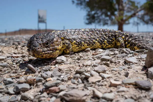 Photo of Shingle Back Sleepy Lizard