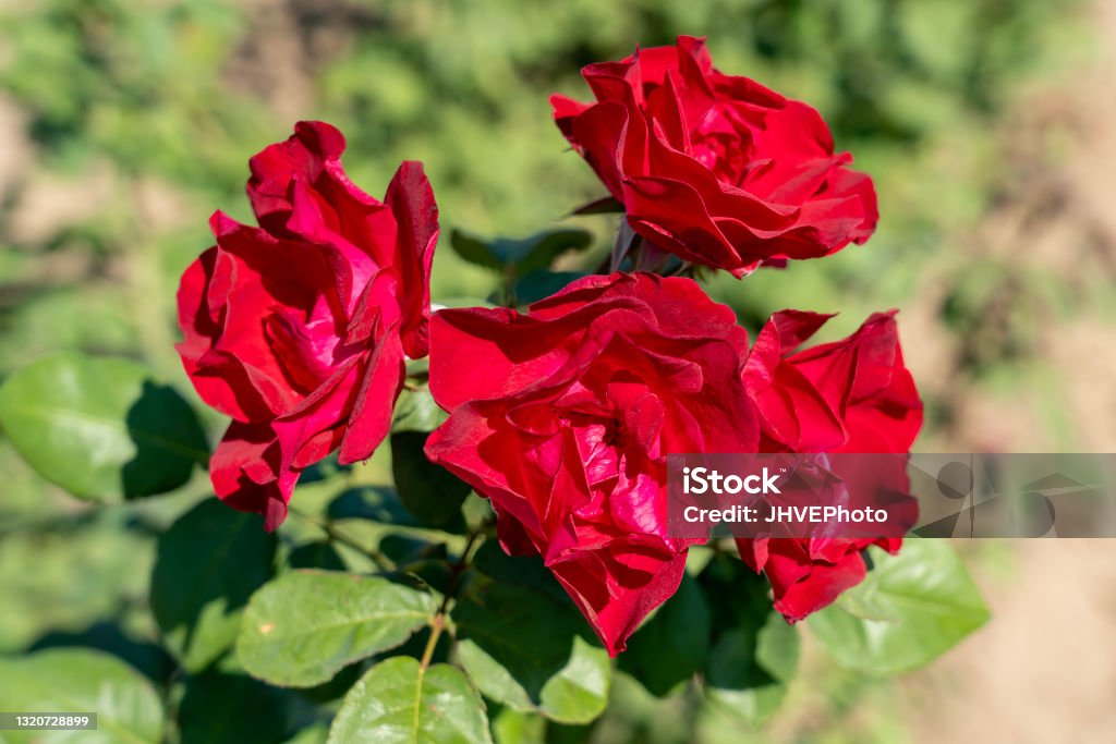 Emily Carr Rose flowers in field. Ontario, Canada. Scientific name: Rosa 'Emily Carr' Rose - Flower Stock Photo