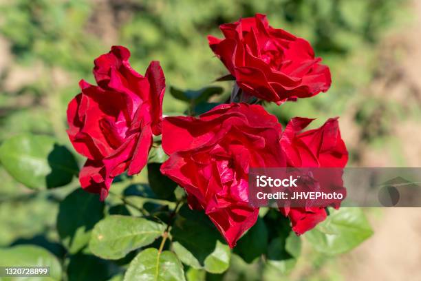 Emily Carr Rose Flowers In Field Ontario Canada Stock Photo - Download Image Now - Rose - Flower, Blossom, Bunch of Flowers